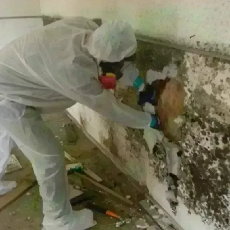 Best Mold Remediation and Removal Service in Hendersonville, NC